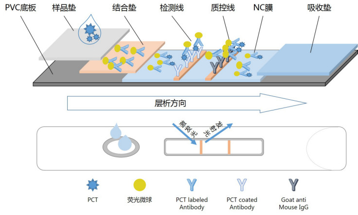 量子点荧光免疫层析技术平台